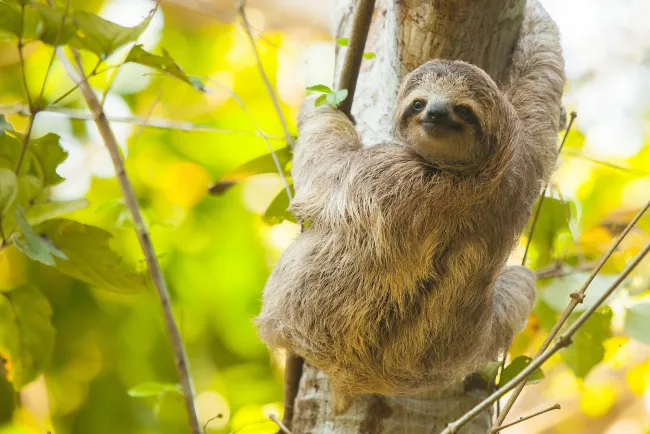 Costa Rica Sloth