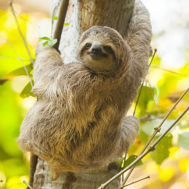 Costa Rica Sloth - Sq
